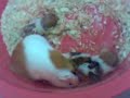 Guinea Pig Mother gave birth???????