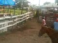 PIALES EN EL BURRO