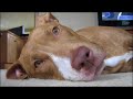 BSL Is A Form Of Discrimination