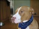 x.Anti BSL.x