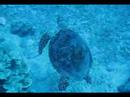 Swimming with a Hawksbill Turtle Swimming with a Hawksbill Turtle