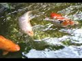 Fonte com carpas, tilapias, kinks e varios outros peixes.