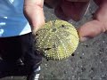 Click here to watch this video Blog 01 - Walk on the Beaches
