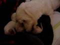 Beyaz giving birth for Rocco - 5 