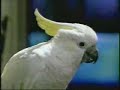 gangster budweiser parrots gangster budweiser parrots