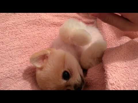 Puppy loves being tickled and request his master not to stop 