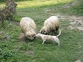 Catel vs. Oaie(Dog vs. Sheep) la Cetatea Slimnic, Sibiu, Romania