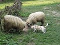 Catel-vs-Oaie-Dog-vs