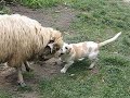 Catel-vs-Oaie-Dog-vs