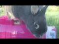 A Bunny Music Video-Polly