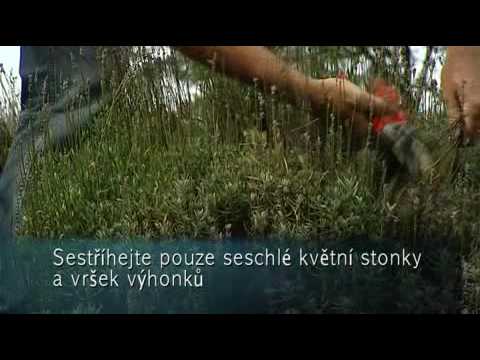 Prohlédnout video