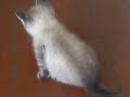 Chaton siamois 1mois et demie