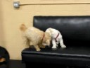Cute little dogs