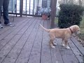 hosta watching.mov