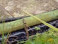 Grass Snakes In Garden Pond Grass Snakes In Garden Pond