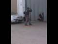 videos de toninho serraleiro parte 02