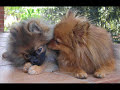 Pomeranias en muda