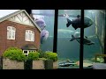 Biggest Home Aquarium In The World
