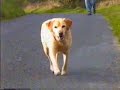 Recognition and Dog Poo Recognition and Dog Poo
