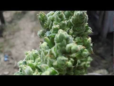 how to harvest northern lights