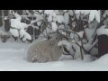 Pet of the Month video