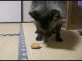 ２００７年６月９日のビデオです。ポチに初めてこの種類のパンを食べさせた時の興奮した声です。彼のはげた前足は病気ではありません。御心配なさらぬようお願いします(^^)It is a video of June 9, 2007. It is an excited voice when it fed Pochi the bread of this kind for the first time. The forefoot which he got bald are not sick(^^)Please do not worry.http://blog.goo.ne.jp/siroboshi/