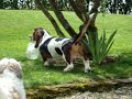 Grussgott 15month basset