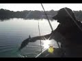 America's premier soft plastic swimbait