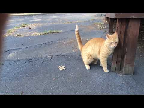 Friendly Orange Tabby Cat