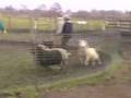 Sheepherding 101