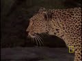 Big Cats: Lifestyles of Leopards Big Cats: Lifestyles of Leopards