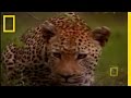 Big Cats: Lifestyles of Leopards