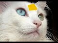 Skyclan #1 Update