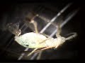 Zelus renardii ovipositing female Zelus renardii ovipositing female
