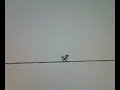 linderider wheelie