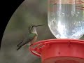 Broad-tailed Hummingbird