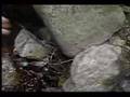 ナナホシテントウ動画10