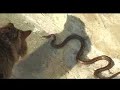 Snake vs Cat - Nikiti 2006 Snake vs Cat - Nikiti 2006