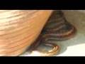 Snake-vs-Cat-Nikiti-