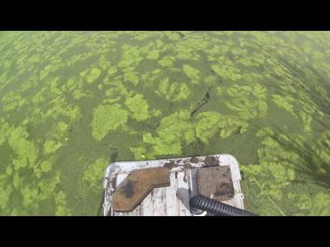 video-linktoworks-How to remove algae from a pond easily and without...