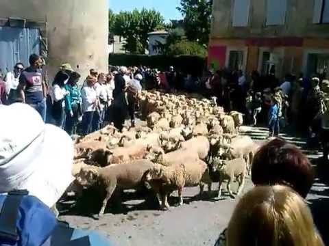 Transhumance in Saint-Remy-de-Provence