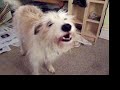 Dog play fight Dog play fight