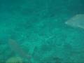videos de シュノーケリング
