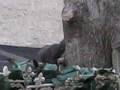 Seamus the cat on neighbor's roof !!!