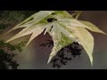 Into Africa - Sounds of the Earth for Relaxation and Meditation