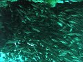 Schooling Striped Catfish