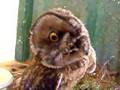 owl dance hypnotic ekpaz buho gufo