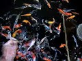 handfeeding baby koi