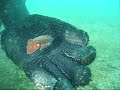 Cute little Cuttlefish