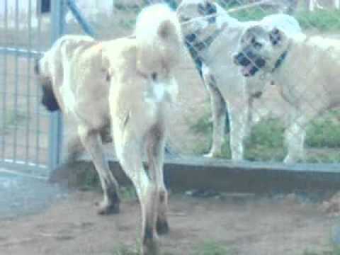 kangal